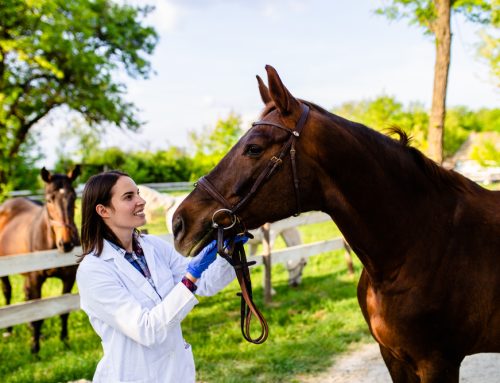 Managing Equine Endocrine Disorders: A Horse Owner’s Guide to Cushings and Metabolic Syndrome