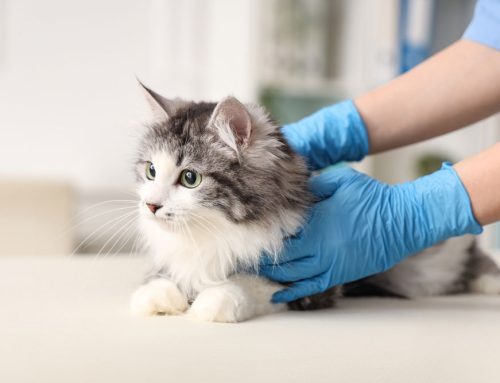 Understanding Feline Kidney Disease: Early Signs and Effective Long-Term Care at Lewiston Veterinary Clinic