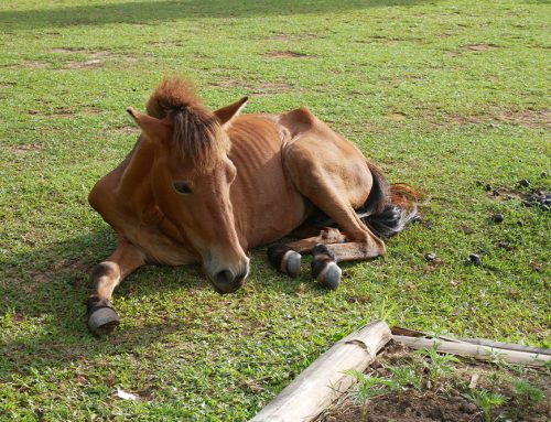 Colic in Horses: Critical Signs, Prevention Strategies & When to Seek Emergency Care