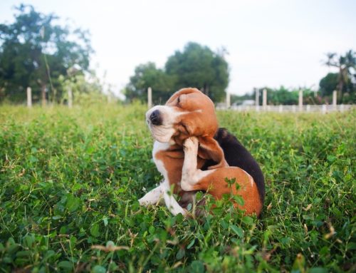 Flea and Tick Prevention: What Every Dog and Cat Owner Needs to Know