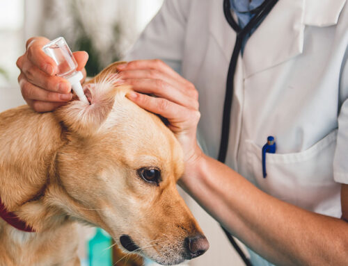 Ear Infections in Dogs: How to Prevent and Treat Recurring Issues