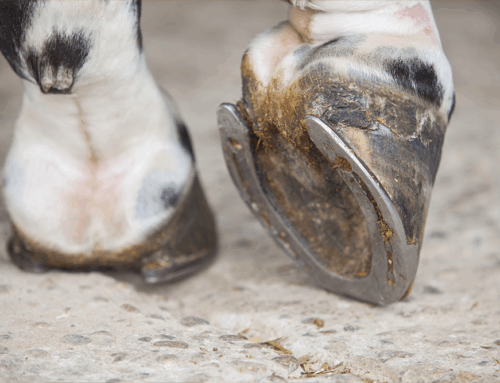 Proper Hoof Care for Horses and Why It Matters