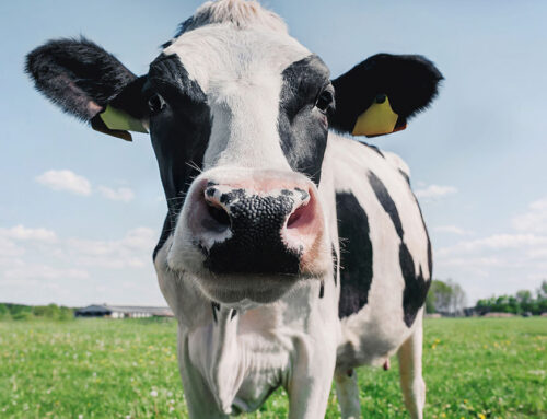 Calf Health 101: Essential Tips for Healthy Growth