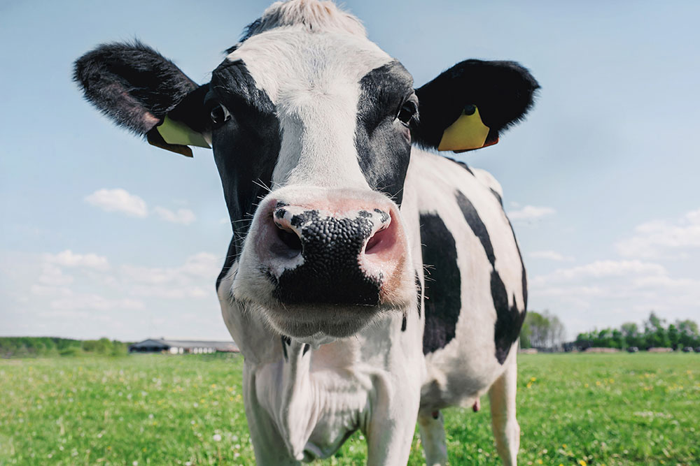 A close, low-angle photo of a black and white cow's face in a green field under a blue sky.
