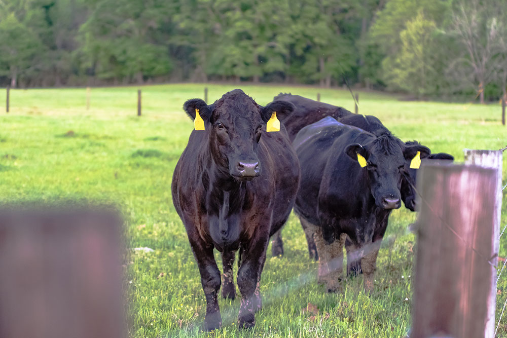 Two black cattle with yellow ear tags standing in a green pasture, facing the camera, with a fence and trees in the background.
