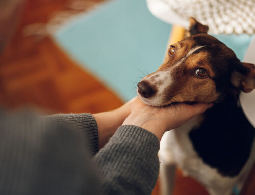 Body Condition Score: How to Score and Why It Matters