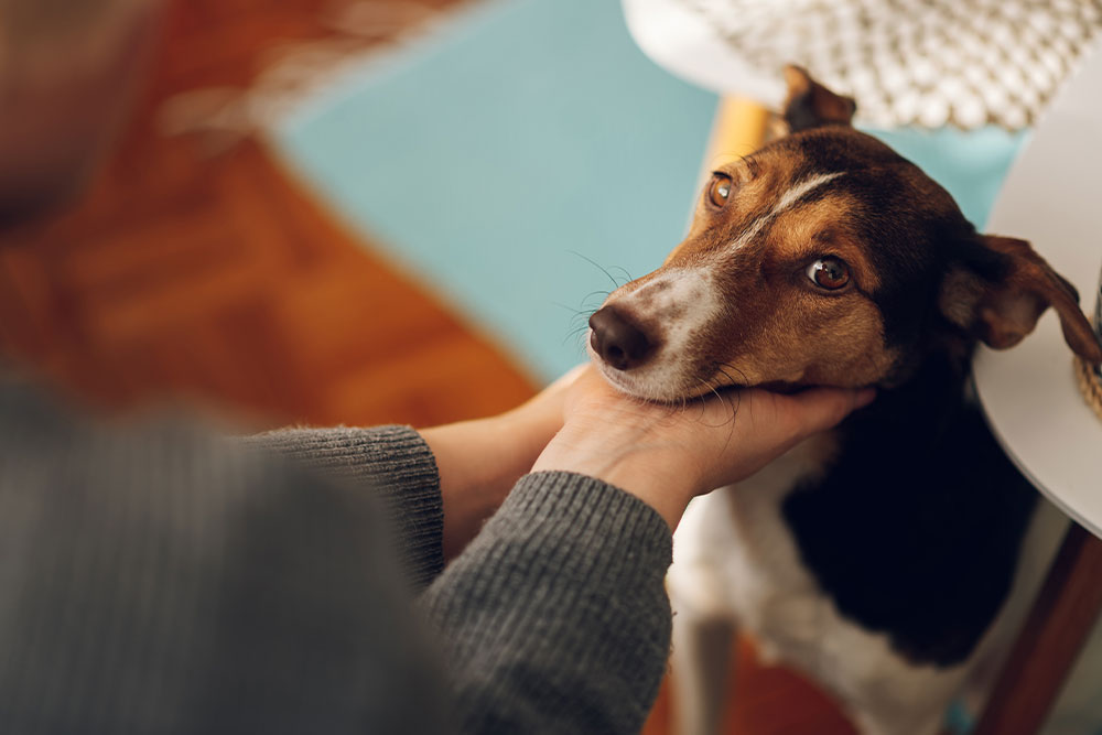 A person wearing a grey sweater gently cradles a brown, white, and black dog's chin while the dog looks up with an attentive expression.