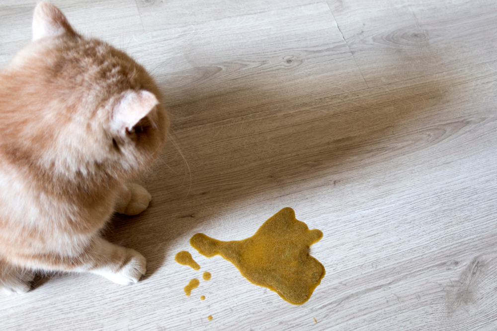 A fluffy orange cat sitting on a wooden floor next to a puddle of yellow vomit. The cat appears to be looking at the mess.
