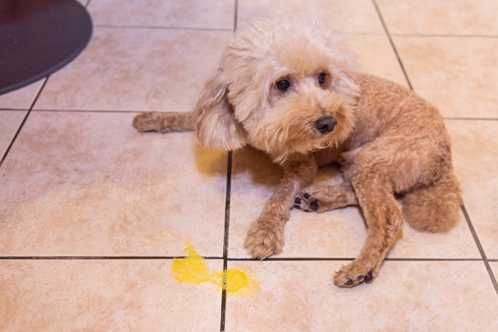 A small poodle dog sitting on a tiled floor next to a patch of yellow vomit. The dog appears tired and is looking away from the mess.