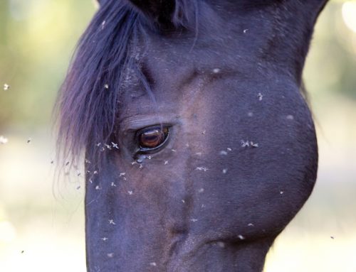 Allergic Reactions: Hives vs. Anaphylaxis and What We Do