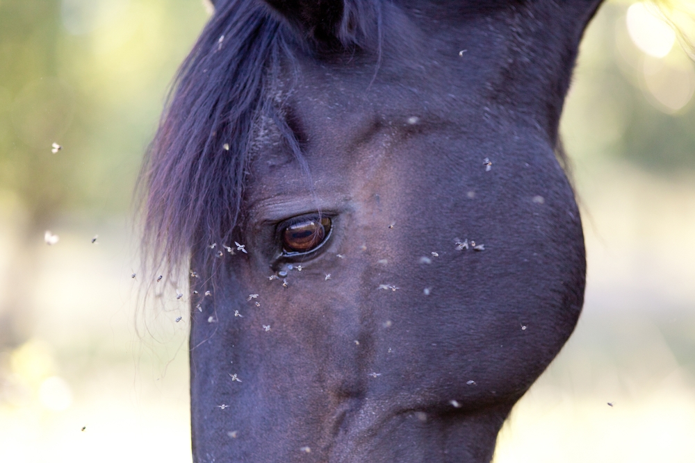 Horse Irritated by Flies Around Eyes in Outdoor Pasture.