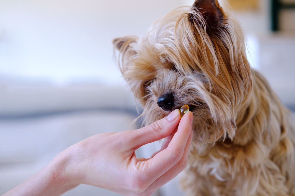 Woman giving omega-3 supplement capsule to her dog for health and nutrition.