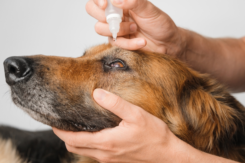 Dog receiving eye drops as part of treatment for an eye condition.