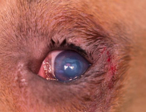 Does Every Turned-In or Droopy Eyelid Need Surgery Right Away?