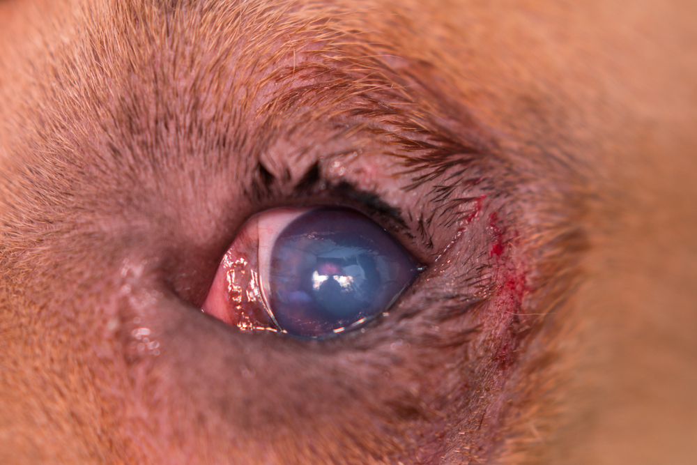 Dog with entropion, a condition where the eyelid rolls inward toward the eye.